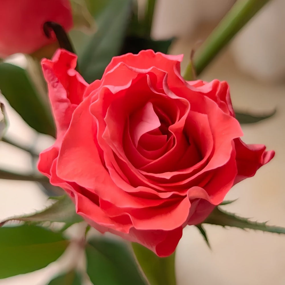 Yuhaitang Rose Plant｜玉海棠 image 6
