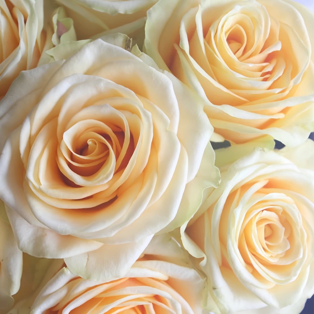 Lemonade Rose Plant|莱蒙乃迪 image 6