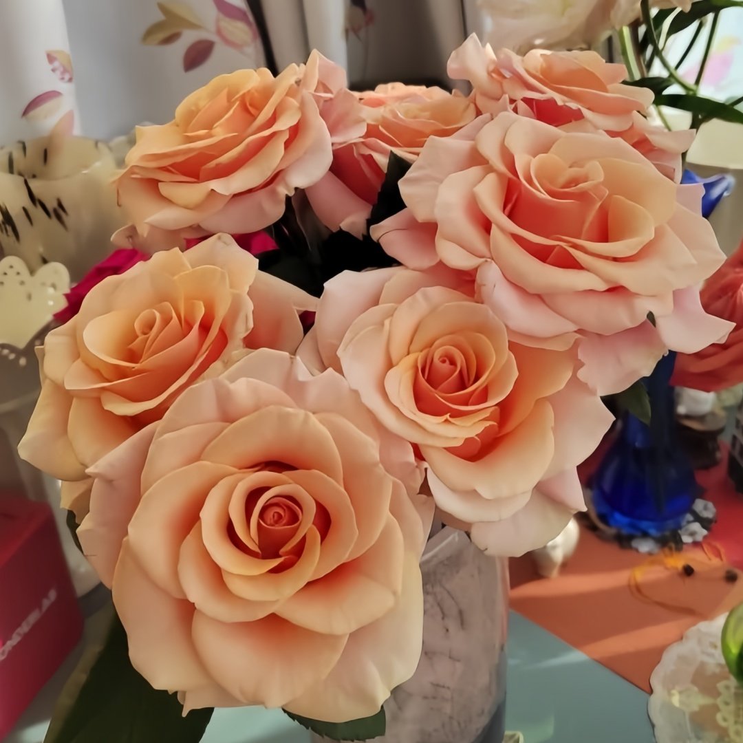 Paul Ricard Rose Plant｜保罗理查德 image 7