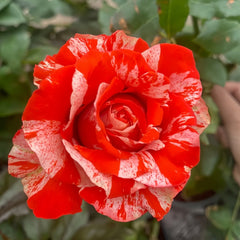 Wild Cat Rose|野猫 image 2