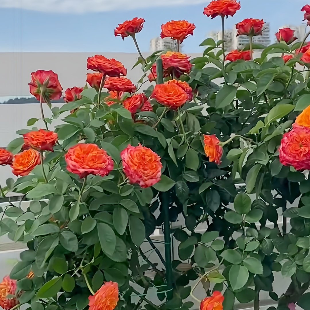 Acapulco Rose Plant｜阿卡普尔科 image 7