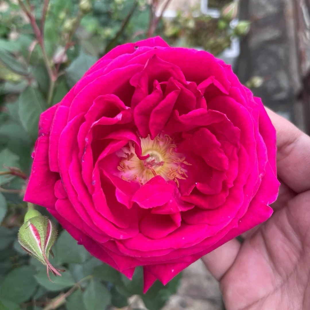 Soft Fragrant Red Rose Plant|软香红 image 4