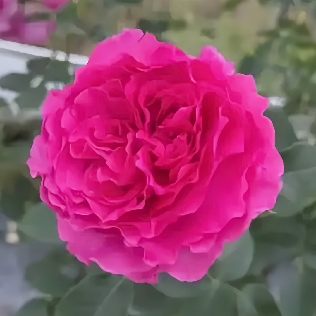 Sapphire Rose Plant|伊芙蓝宝石 image 6