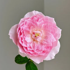 Wan Shan Rose Plant｜纨扇 image 1