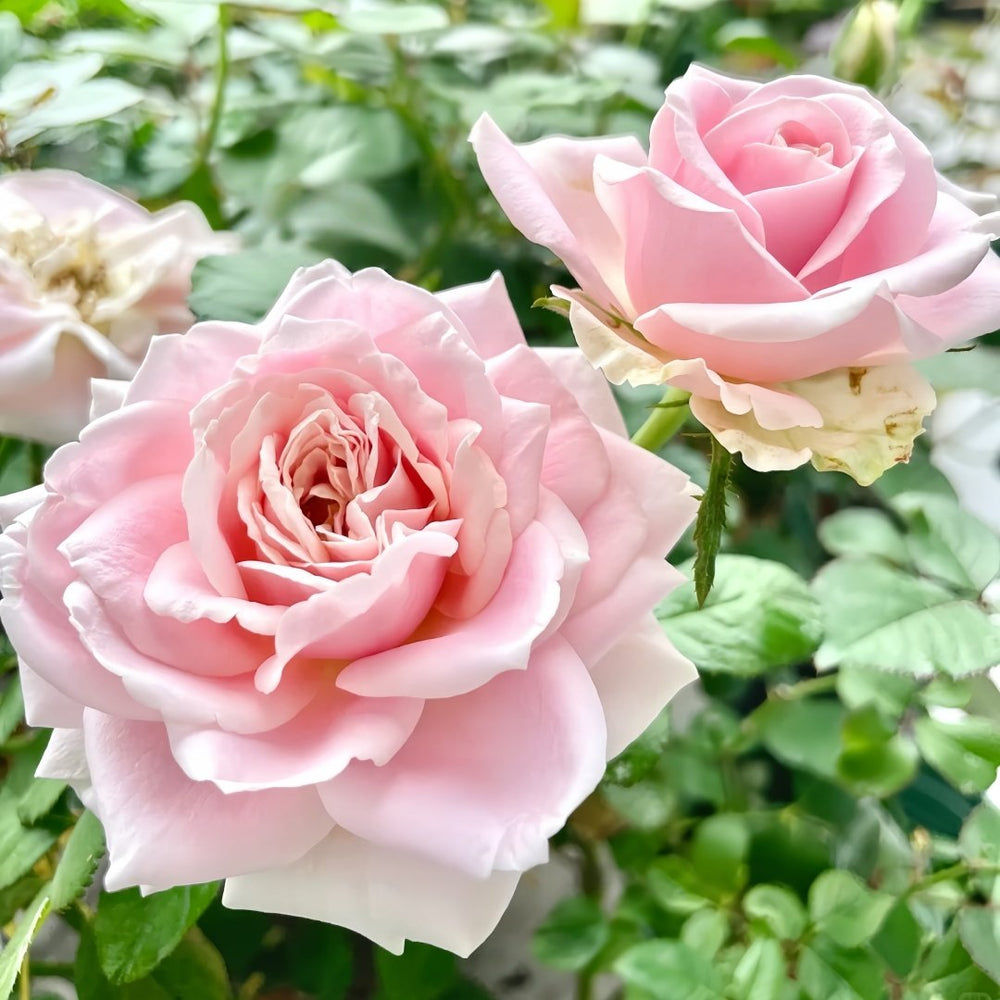Pink Avalanche Rose Plant|粉红雪山 image 4