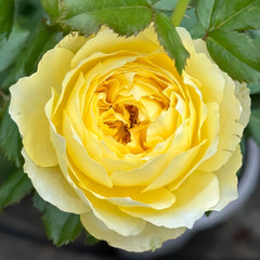 Hiyoko Rose Plant|小黄鸡 image 3