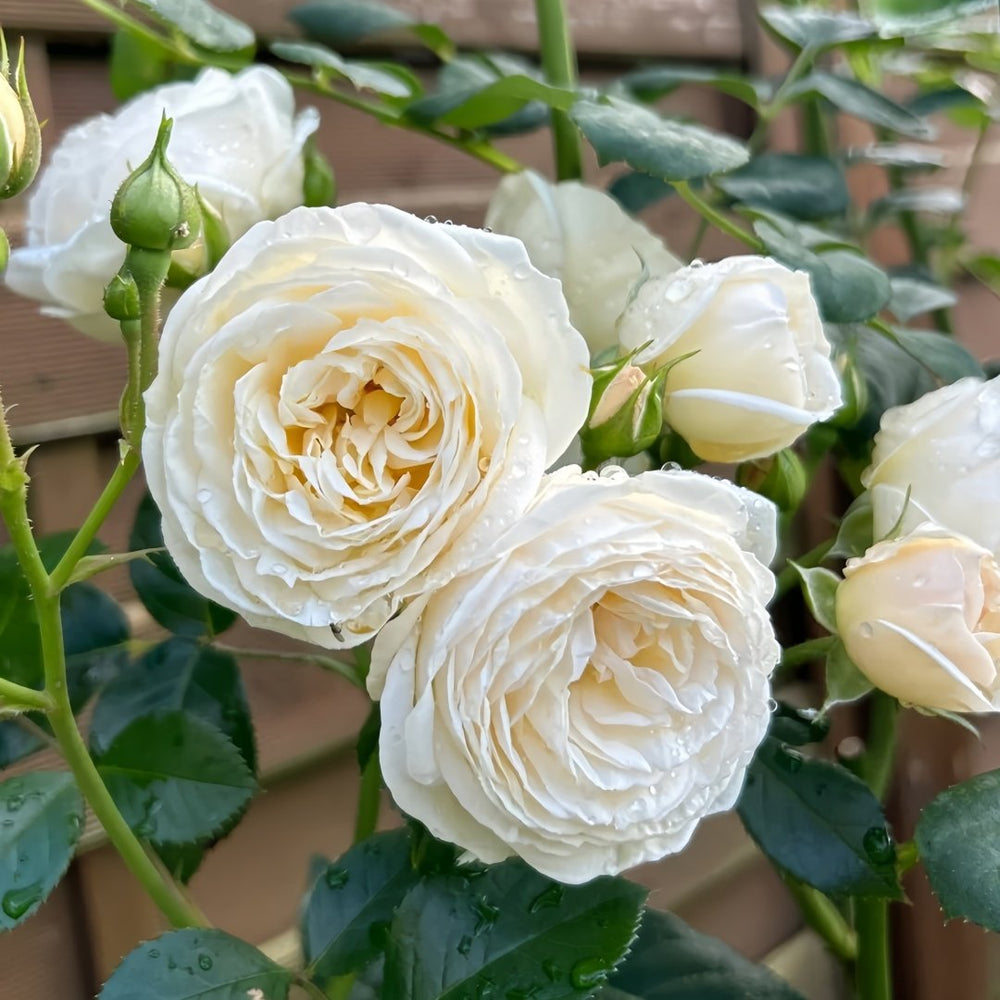 Artemis Rose Plant|月亮女神 image 3