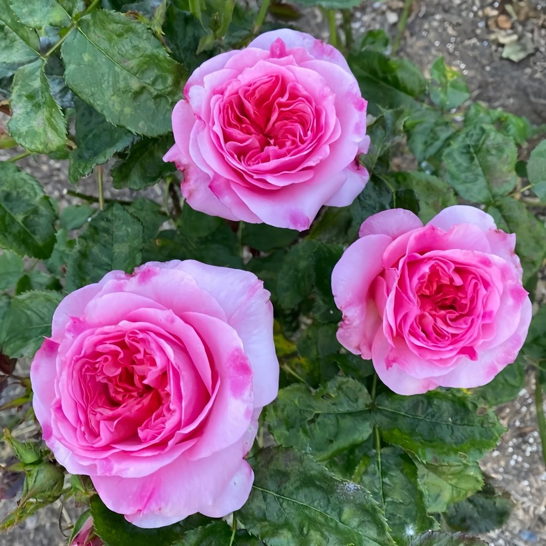 Millicent Rose Plant|米利森特 image 4