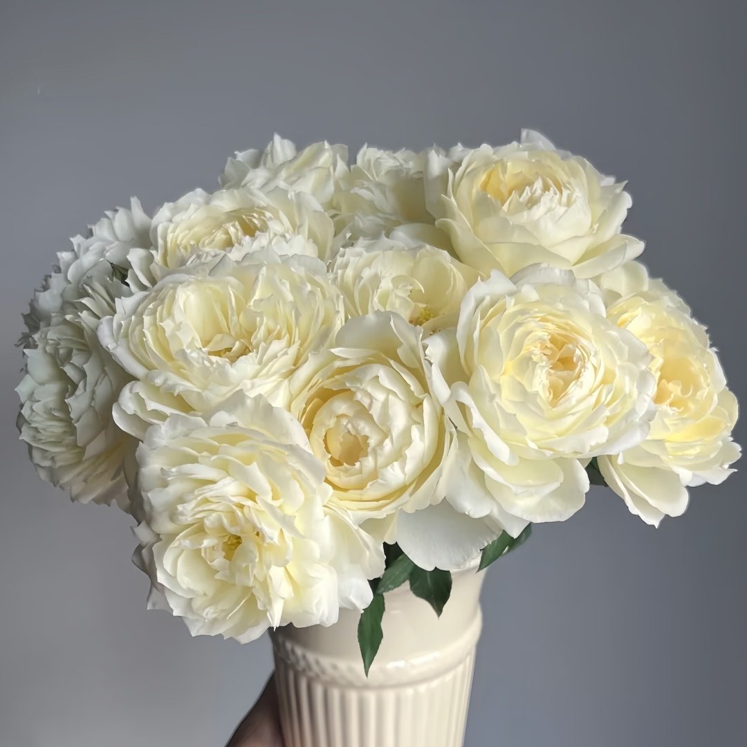 Snowball Forever Rose Plant|永恒之雪 image 5