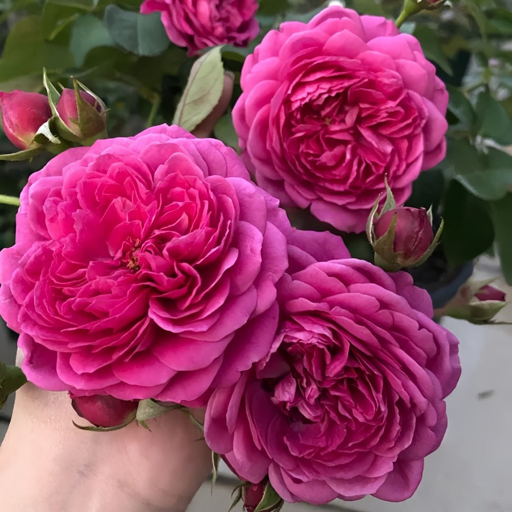 Cartonnage Rose Plant|法式布盒 image 6