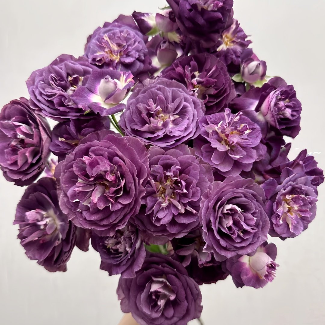 Rinaldo Rose Plant|圣十字军 image 9