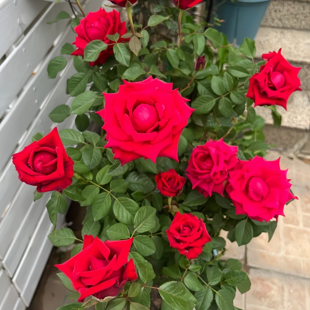 Red Bride Rose Plant ｜红新娘 image 4