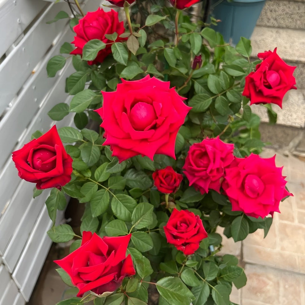 Red Bride Rose Plant ｜红新娘 image 4