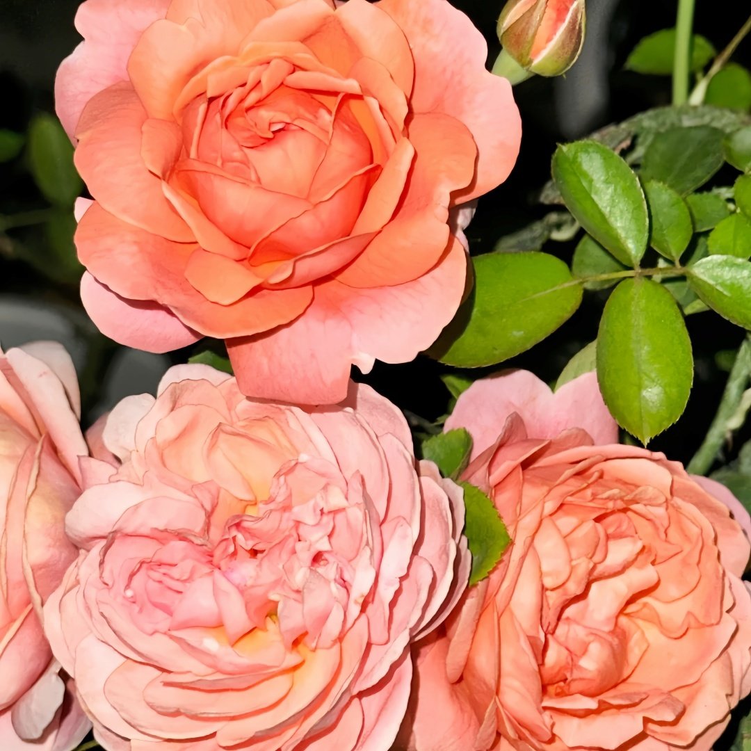Yuge Rose Plant｜渔歌 image 6