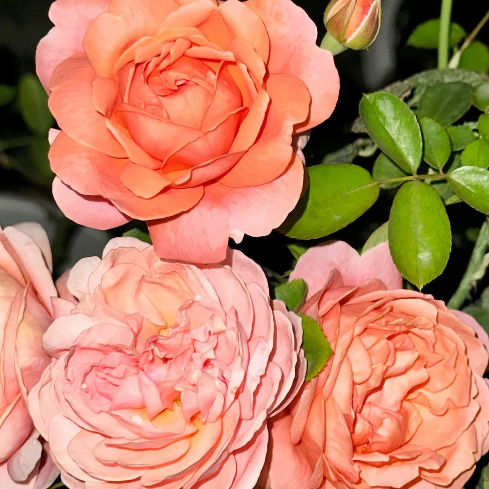 Yuge Rose Plant｜渔歌 image 6