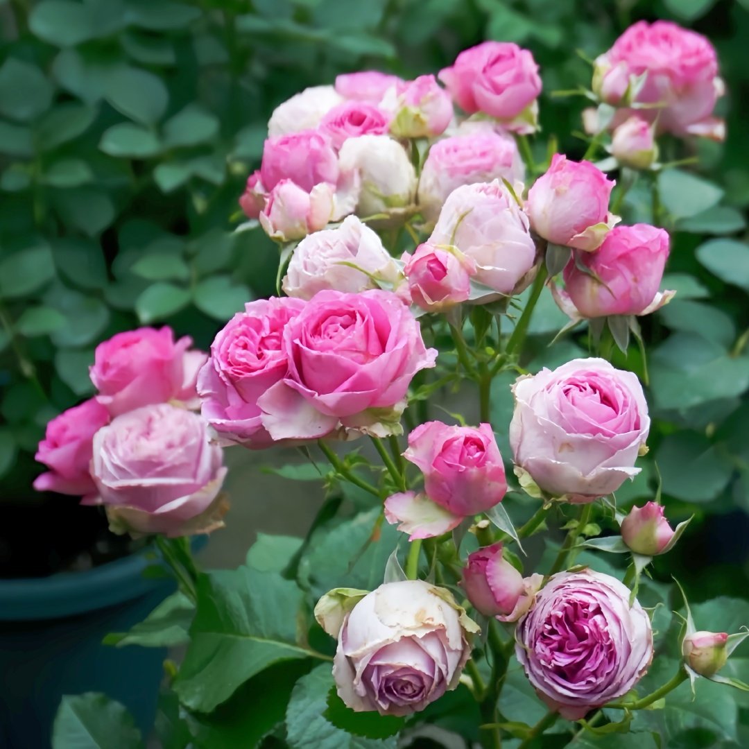 Lavender Lace Rose Plant | 薰衣草蕾丝 image 5