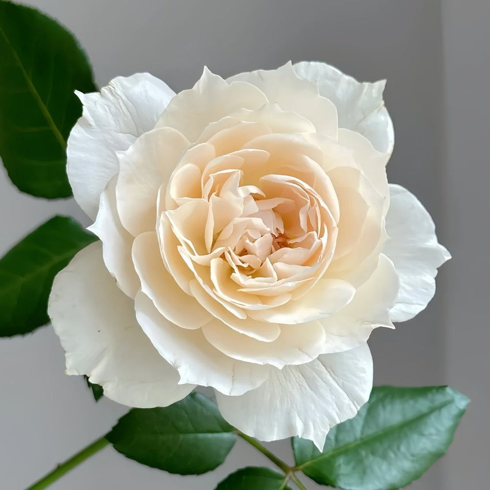 Opera Queen Rose Plant｜歌剧女皇 image 1