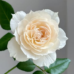 Opera Queen Rose Plant｜歌剧女皇 image 1