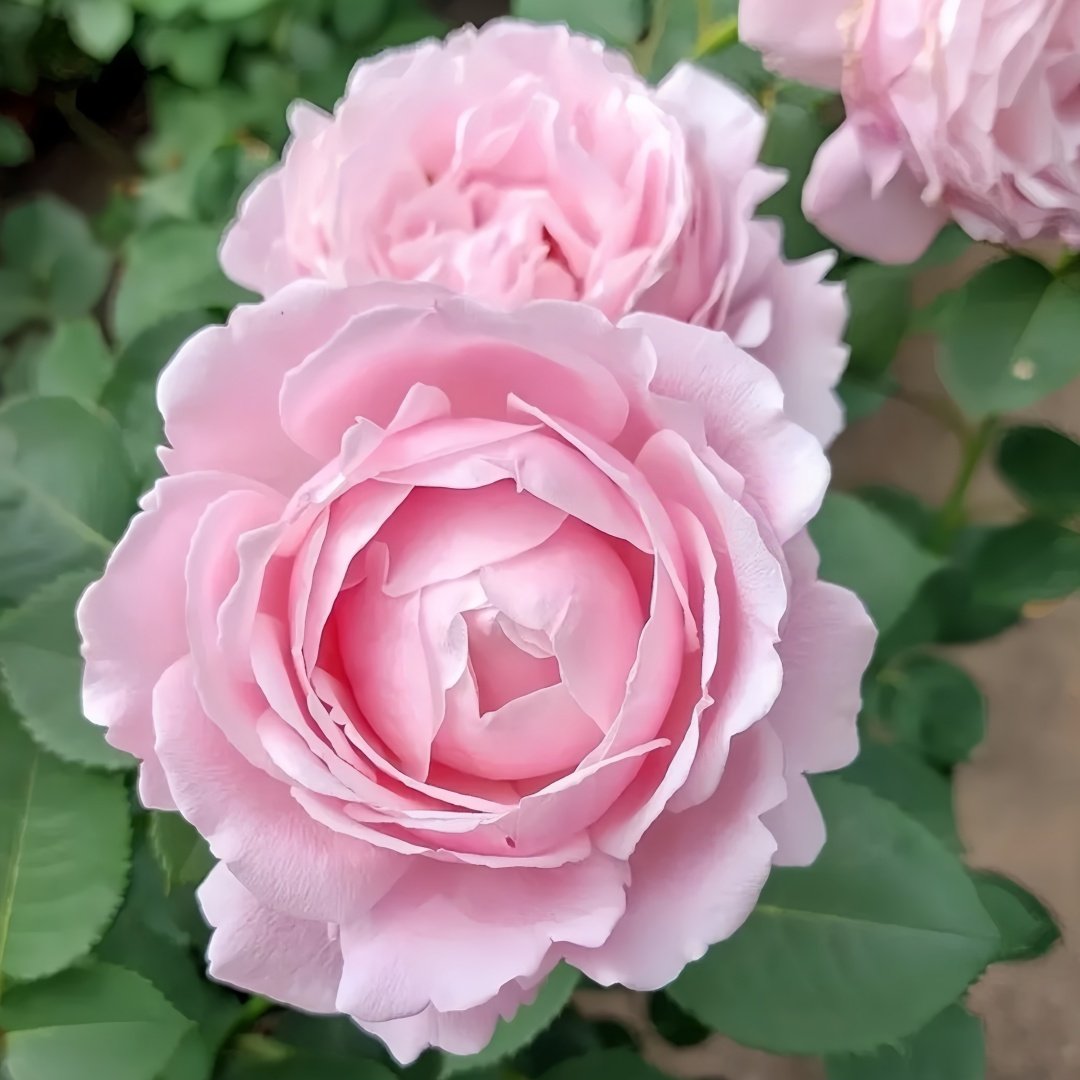 Strawberry Swing Rose Plant|草莓秋千 image 4