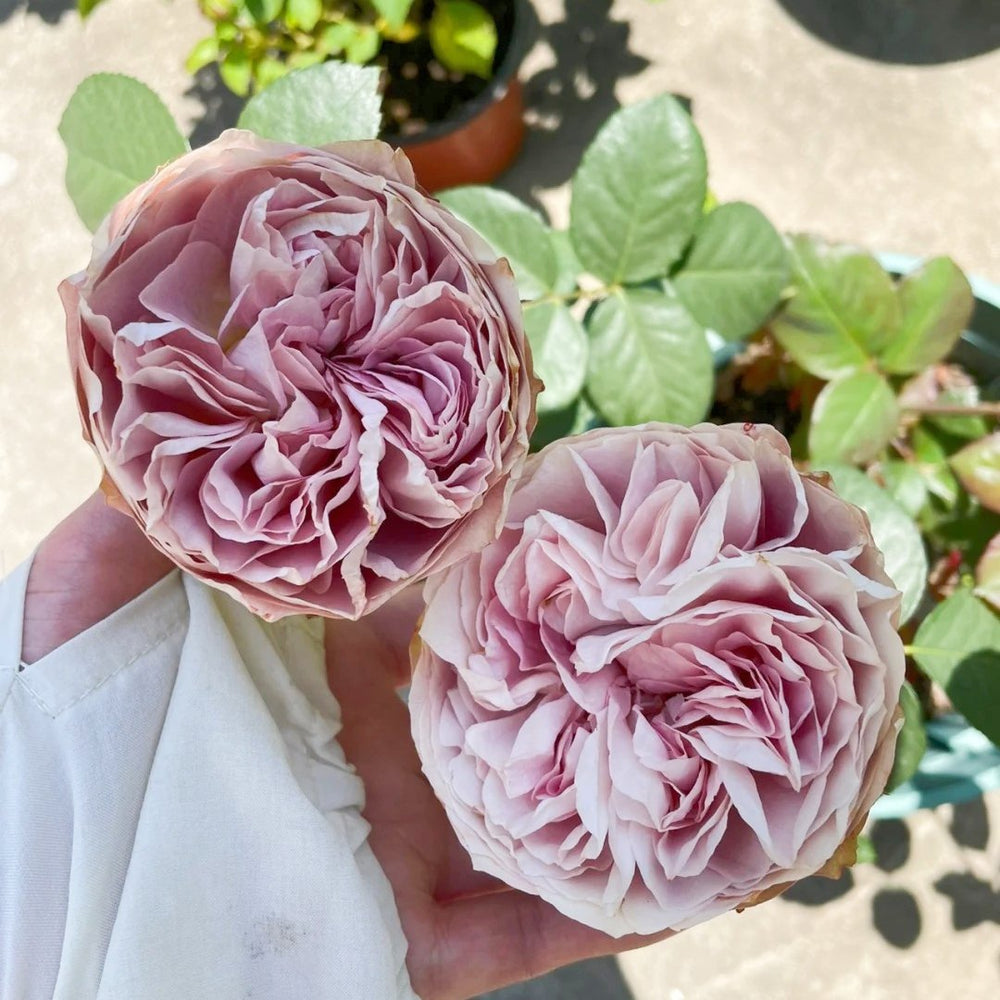 Solfa Rose Plant|索尔法 image 6