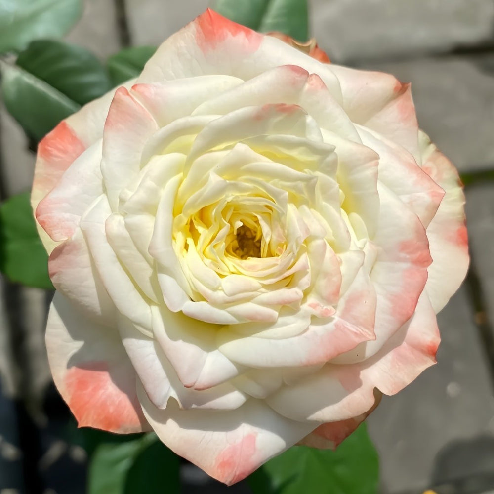 Avatar rose plant|阿凡达 image 2