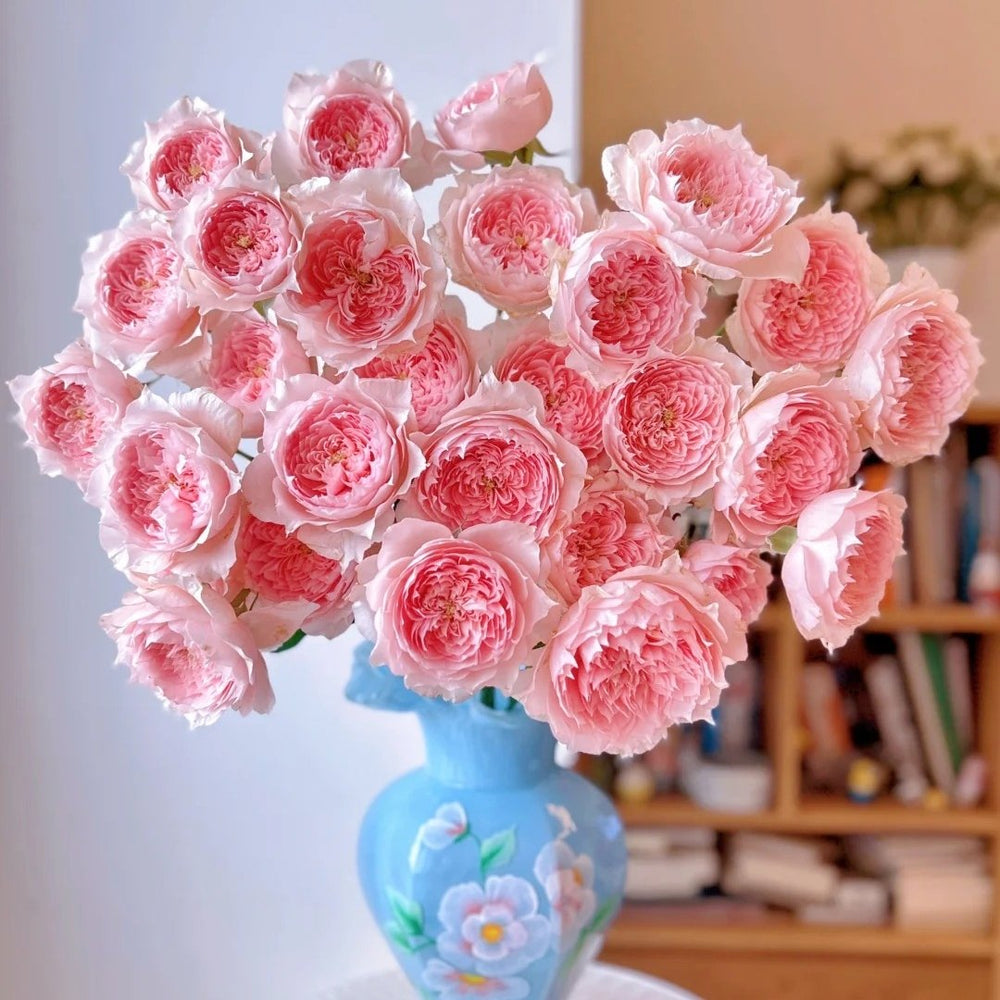 Monique Darve Rose Plant | 莫妮卡戴维 image 11