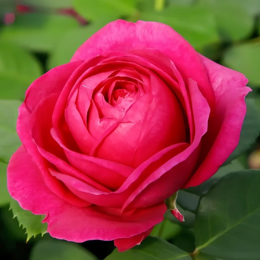 Fur Elise Rose Plant｜致爱丽丝 image 1
