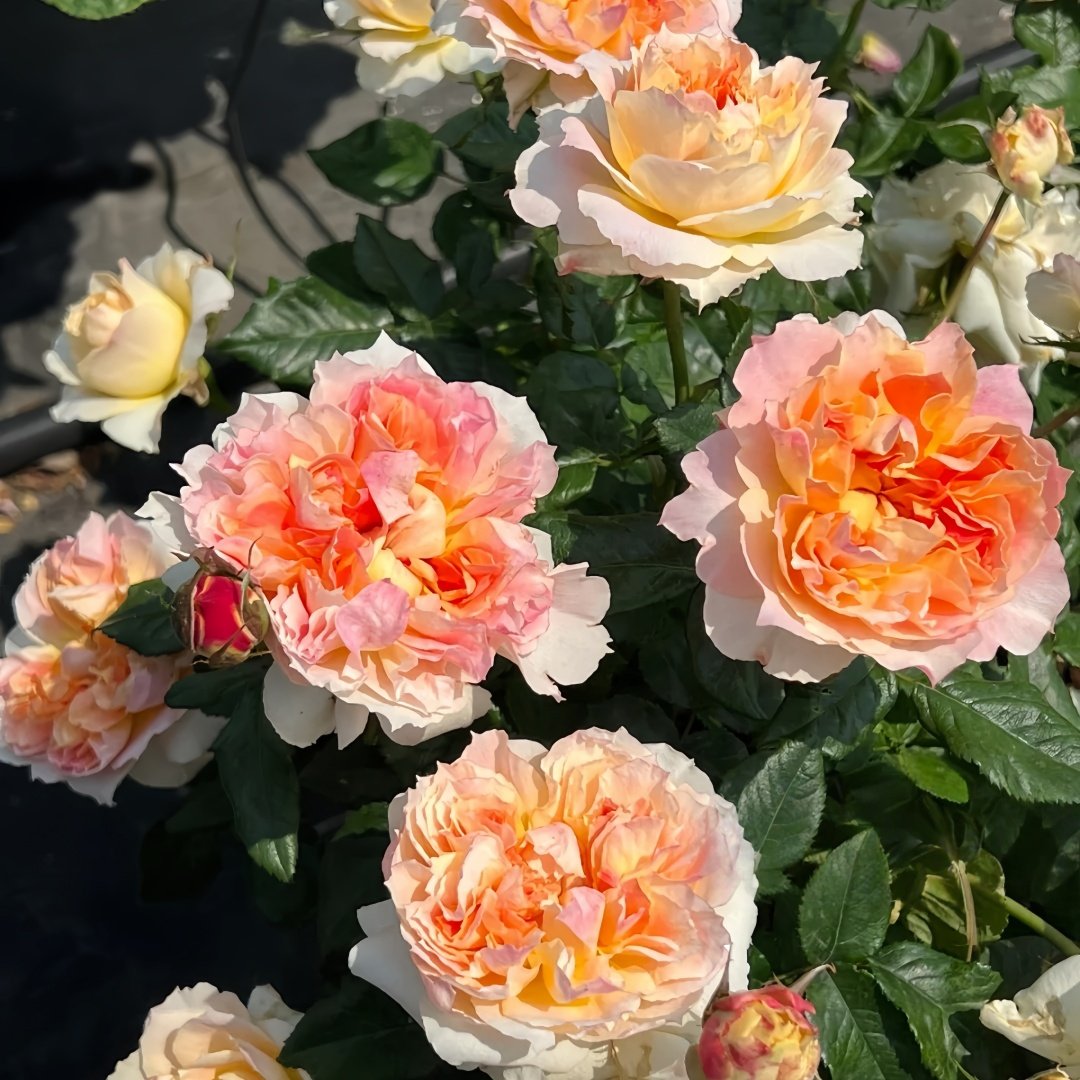 Lanterne Citrouille Rose Plant｜南瓜灯笼 image 6