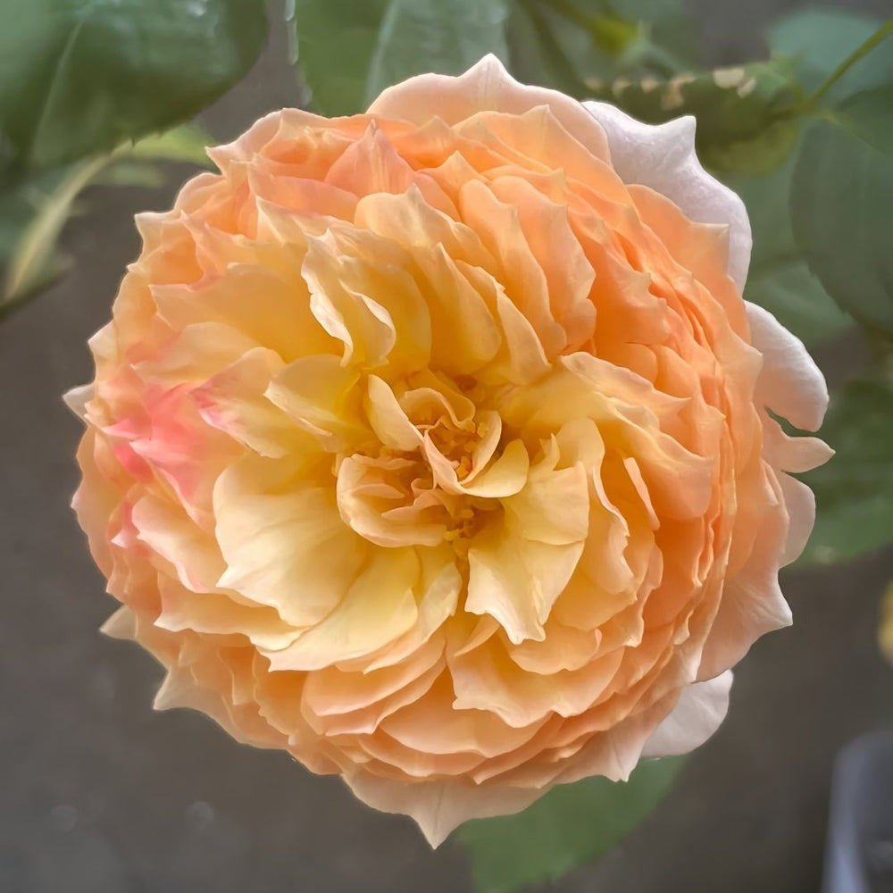 Apricot Fat Rose Plant|杏子肥 image 3