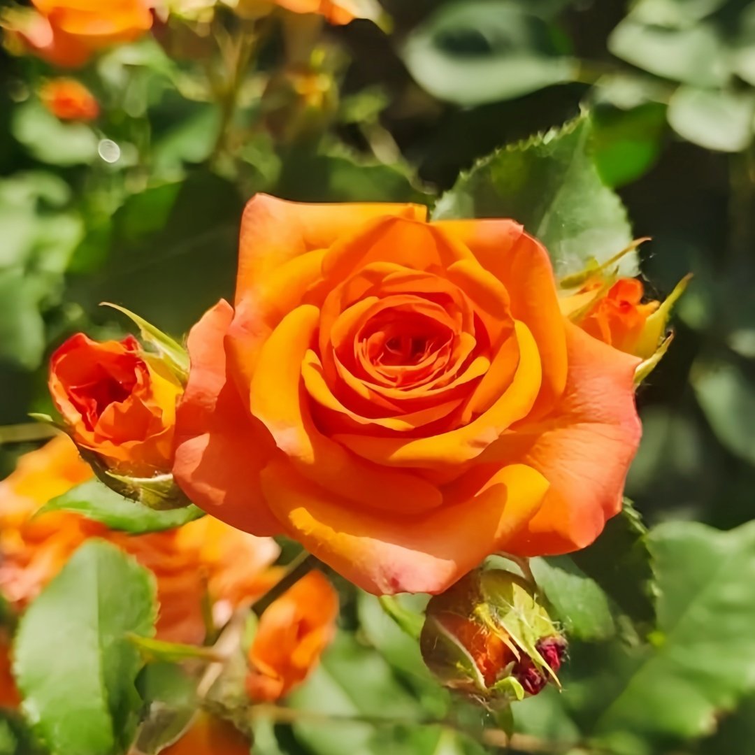 Orange Jewel Rose Plant ｜橙色芭比 image 6