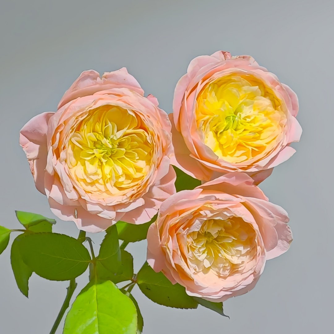 Wutongyue Rose Plant|梧桐月 image 3