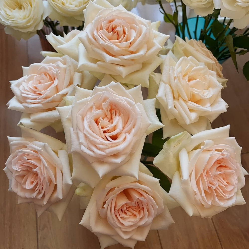 Princess Maya Rose Plant｜玛雅公主 image 8