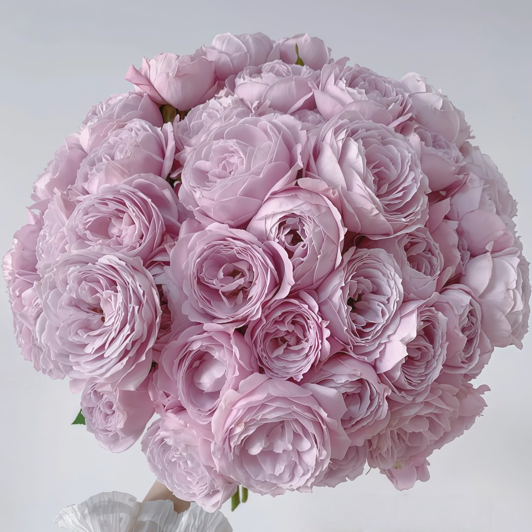 Roselyne Rose Plant｜罗斯丽娜 image 8