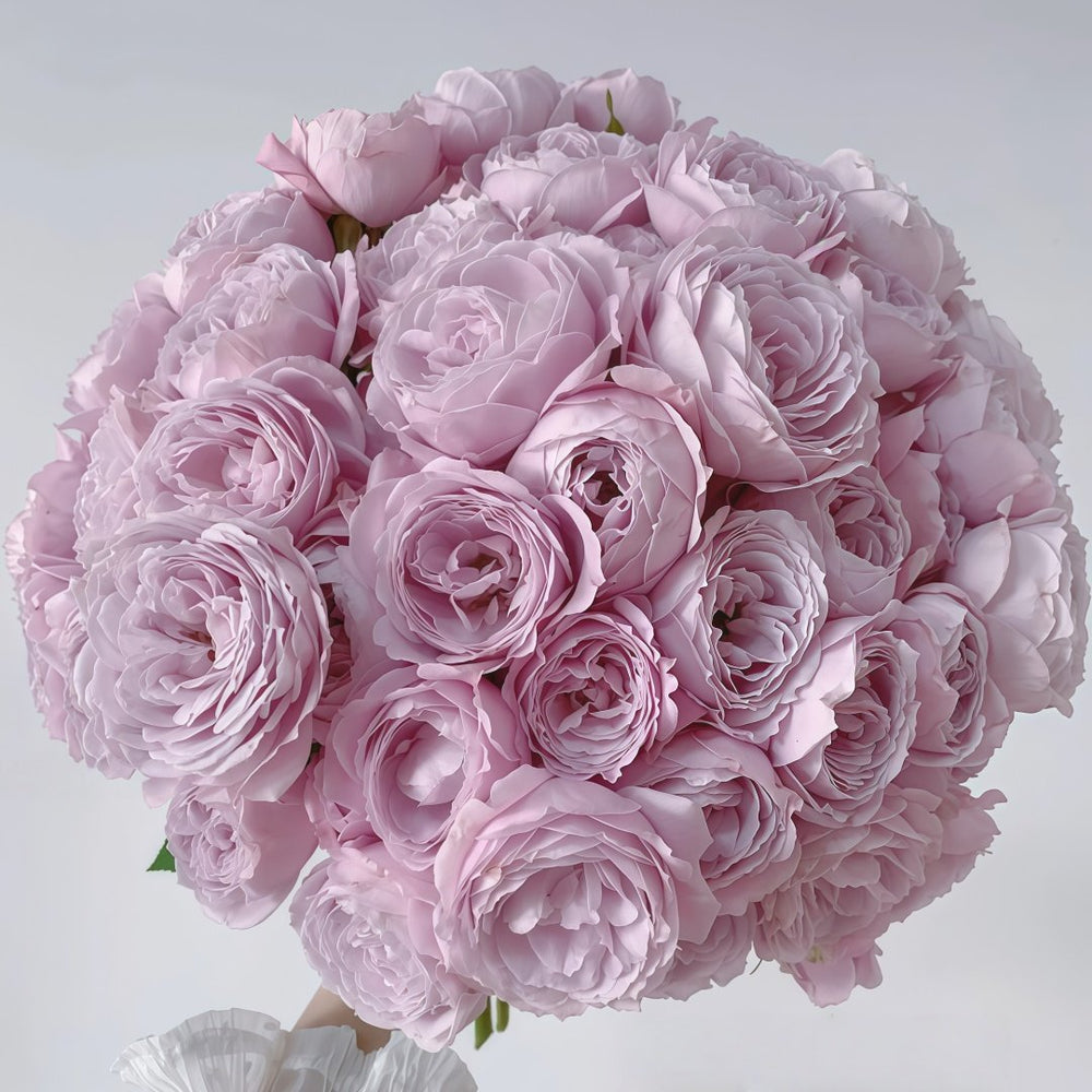 Roselyne Rose Plant｜罗斯丽娜 image 8