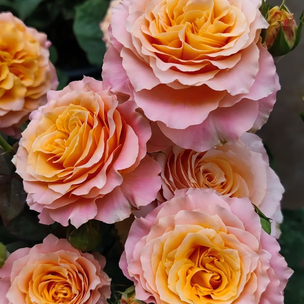 Free Spirit Rose Plant | 火灵鸟 image 9
