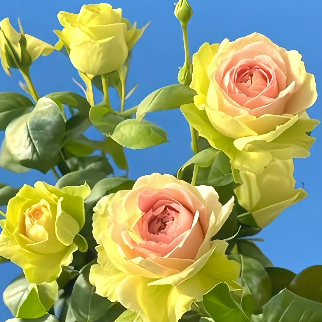 Green Planet Rose Plant｜绿色星球 image 4