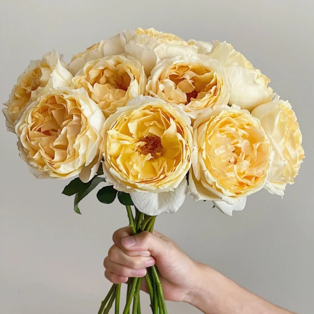 Ivory Yves Piaget Rose Plant|象牙伊芙伯爵 image 0
