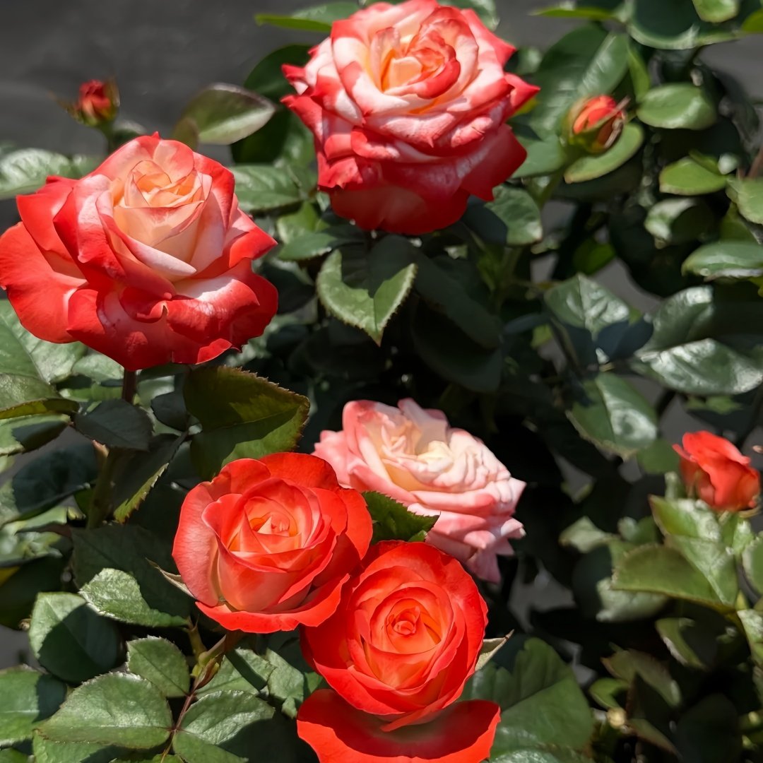 Farfalla Rose Plant｜法尔法拉 image 7