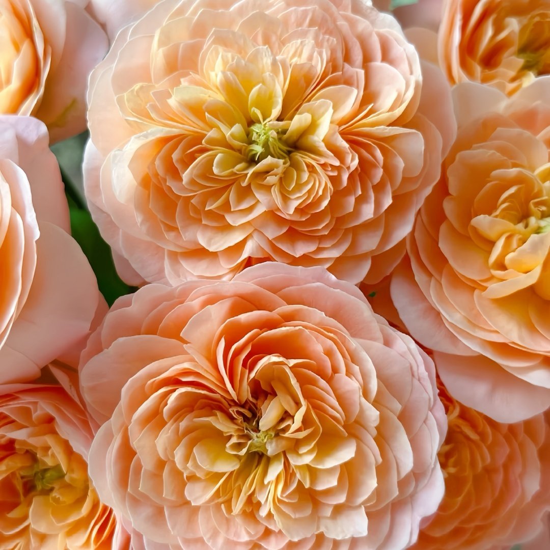 Wutongyue Rose Plant|梧桐月 image 7