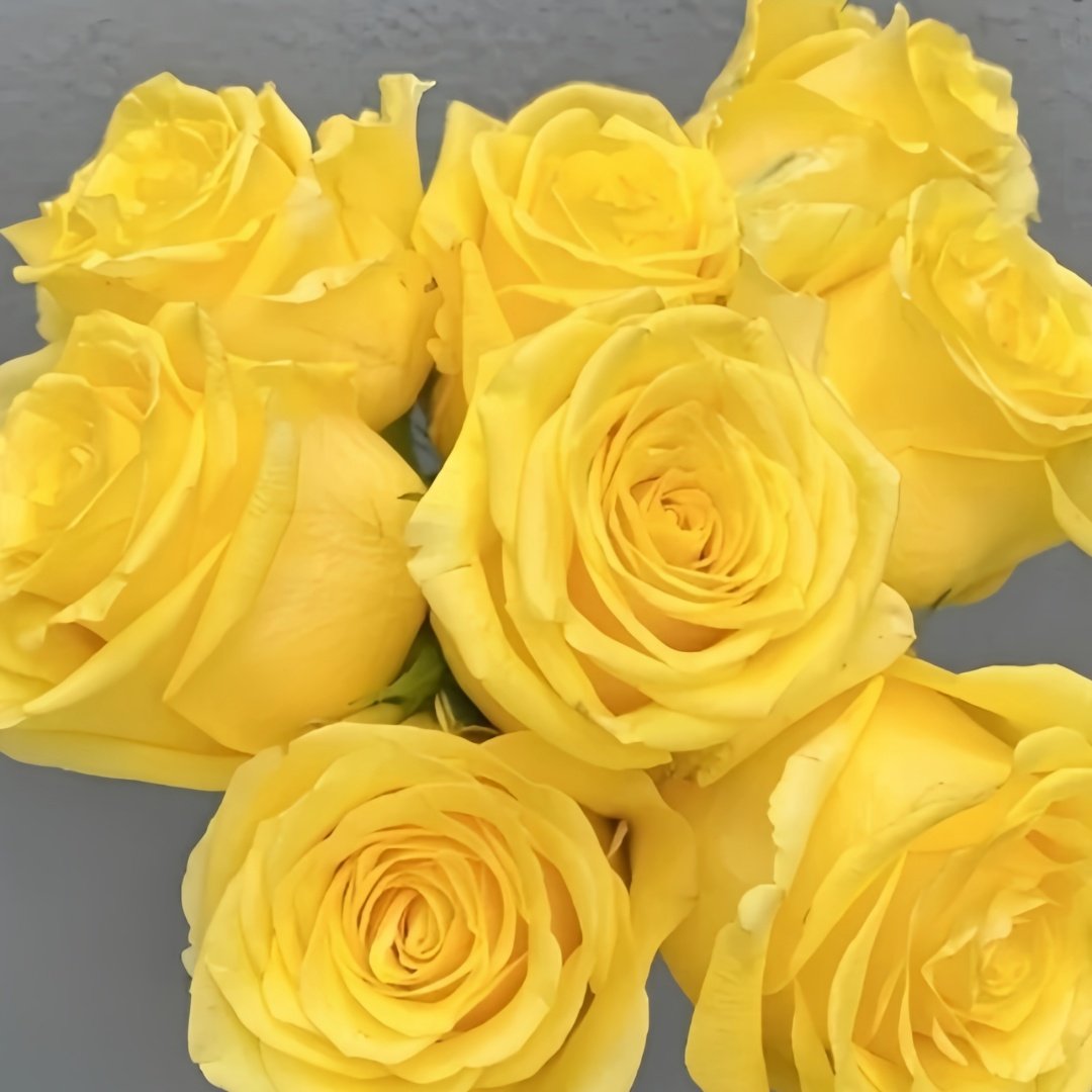 Gold Strike Rose Plant|金香玉 image 7