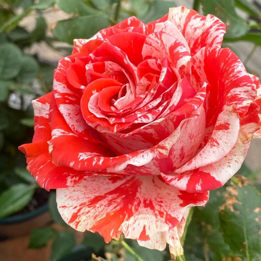 Wild Cat Rose|野猫 image 4