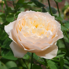 Totoro Rose Plant｜龙猫 image 3