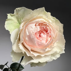 Victorian Bride Rose Plant|维多利亚新娘 image 1