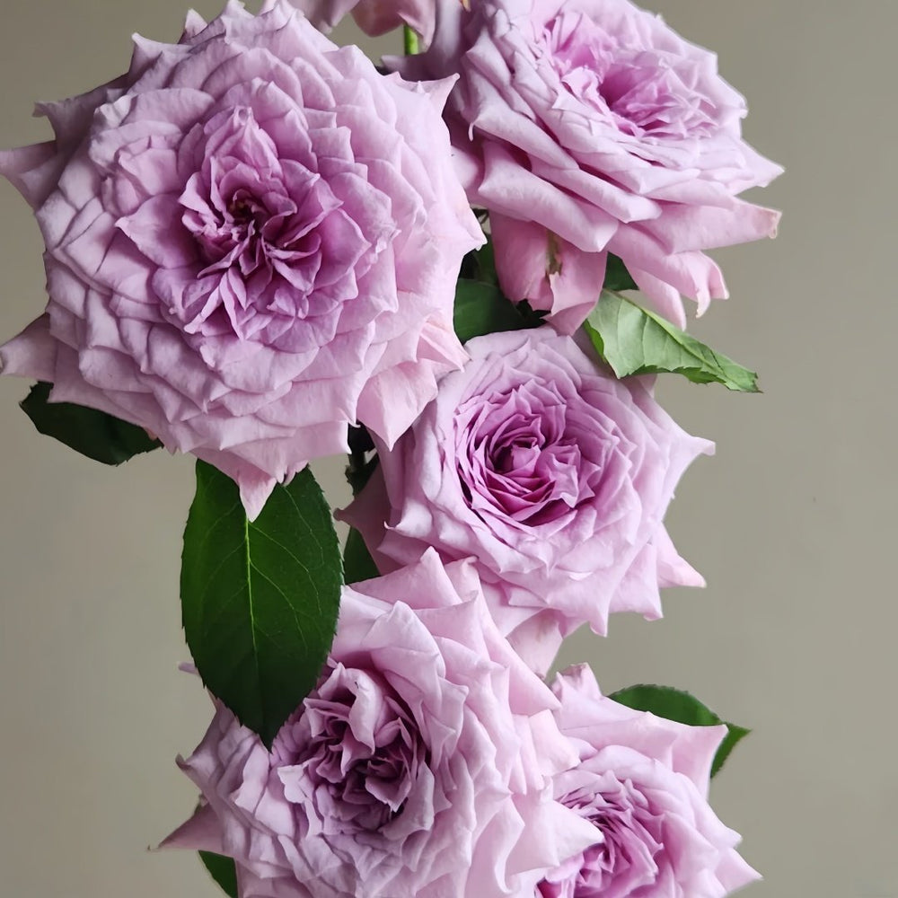 Colin Craven Rose Plant｜柯林克莱文 image 7