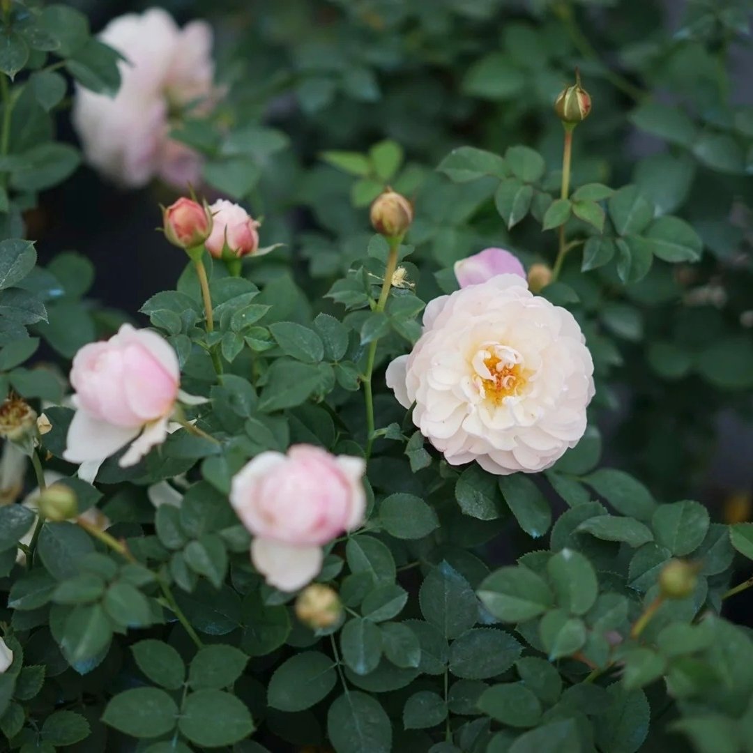 Lapin Rose Plant|小兔子 image 6