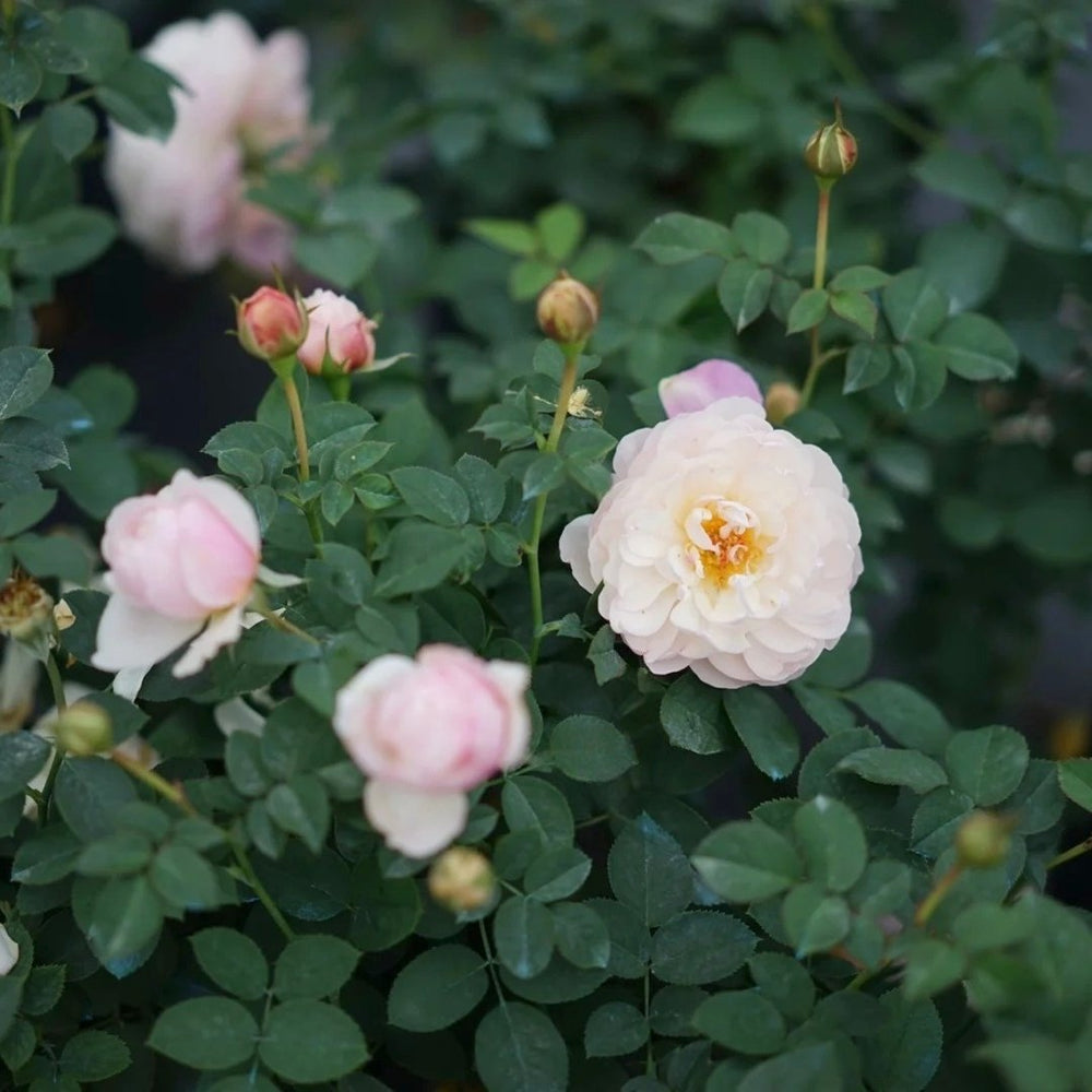 Lapin Rose Plant|小兔子 image 6