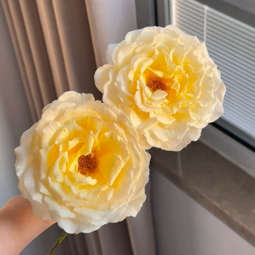 Liuxinsu Rose Plant｜流心酥 image 5