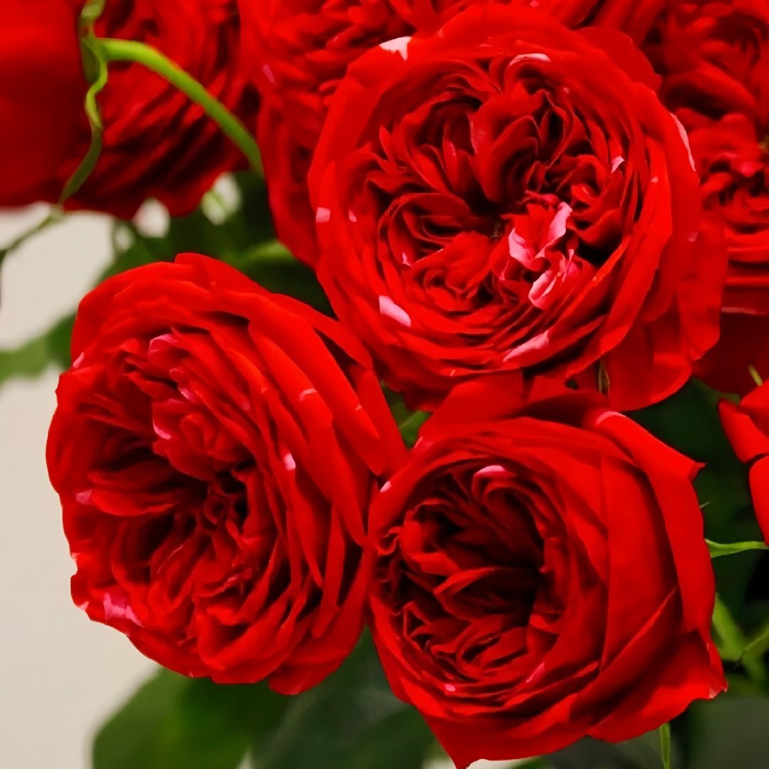 Mix Berry Rose Plant｜玫瑰浆果 image 9