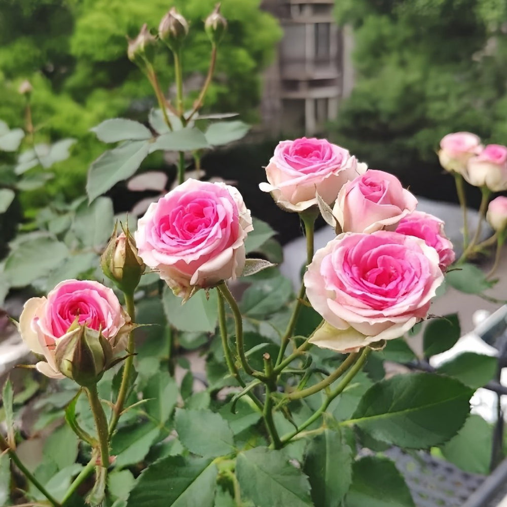 Mimi EdenMeiland Rose Plant|小伊甸园 image 7
