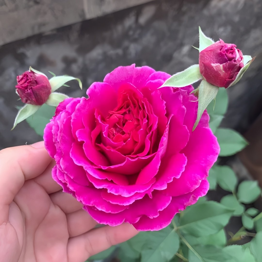 Japanese Ramukan Rose Plant｜草药 image 6